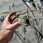 Phragmites karka Feuille