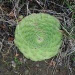 Aeonium tabulaeforme Лист