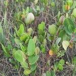 Laguncularia racemosa Hábito