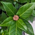 Viburnum rugosumFlower