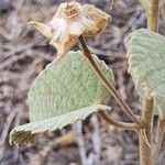 Abutilon pannosum Inny