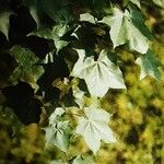 Acer cappadocicum পাতা