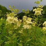 Filipendula ulmariaŽiedas