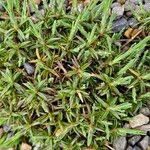 Dianthus squarrosus Leaf