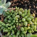 Haworthia turgida Leaf