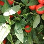 Solanum pseudocapsicum Blatt