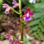 Warreopsis parviflora Floare