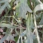 Diplotaxis tenuifolia Leaf