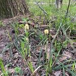 Carex pilosa 花
