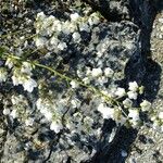 Adenophora liliifolia Mosusu