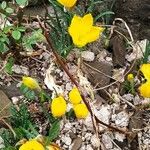 Sternbergia luteaFlower