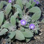 Phacelia cephalotes Συνήθη χαρακτηριστικά