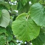 Tilia tomentosa Leaf