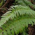 Polystichum aculeatum Blad