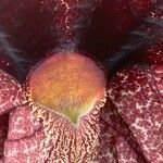 Aristolochia grandiflora Flor