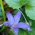 Campanula garganica Flor