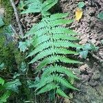 Dryopteris filix-masBlatt