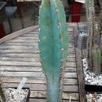 Cereus jamacaru অভ্যাস