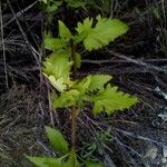 Scrophularia californica Leaf