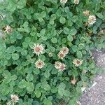 Trifolium repens Kwiat