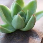 Echeveria agavoides Blad