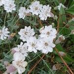 Silene unifloraКветка