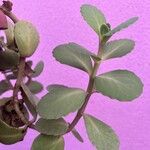 Sedum telephium Leaf