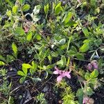 Ononis rotundifolia Blomst