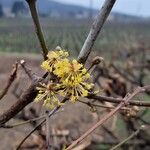 Cornus masFlor