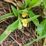 Commelina africana Cvijet