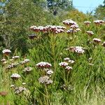 Berzelia albiflora Çiçek