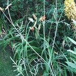 Scabiosa ochroleuca 形態