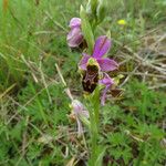 Ophrys scolopax Fula
