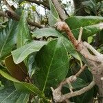 Magnolia virginiana Leaf