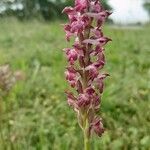 Anacamptis coriophora Květ