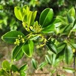 Zanthoxylum asiaticum फूल