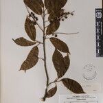 Prunus undulata