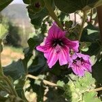 Lavatera arboreaFlor