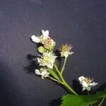 Rubus bertramii Blomma