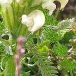 Pedicularis comosa Flor