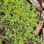 Sedum sarmentosum List