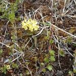 Pedicularis oederi Květ