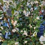 Camellia japonica Συνήθη χαρακτηριστικά