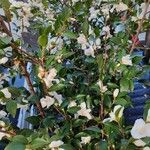 Camellia japonica Natur