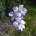 Delphinium ajacis Φύλλο