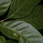 Cupania juglandifolia