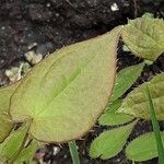 Epimedium alpinum Fuelha