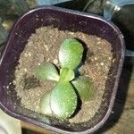 Crassula multicava ഇല