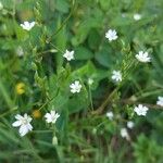 Stellaria graminea Fula