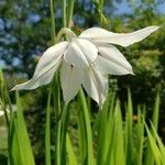 Gladiolus murielae Habit